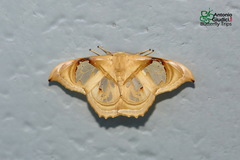 Macrauzata melanapex