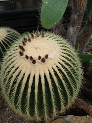 Kroenleinia grusonii