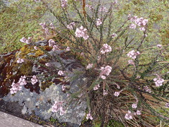 Valeriana microphylla