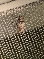 Aegomorphus modestus