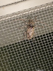 Aegomorphus modestus