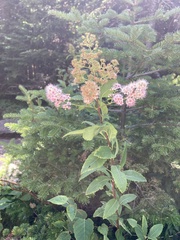 Spiraea