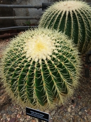 Kroenleinia grusonii