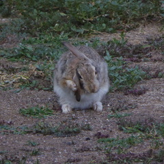 Sylvilagus nuttallii