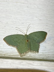 Chloropteryx tepperaria