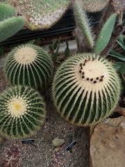 Kroenleinia grusonii