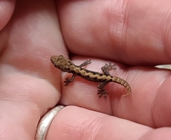 Lepidodactylus lugubris