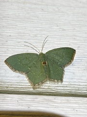 Chloropteryx tepperaria