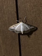 Cydalima perspectalis