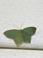 Chloropteryx tepperaria