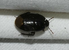 Pangaeus bilineatus