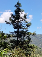 Cunninghamia lanceolata