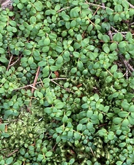 Gaultheria hispidula