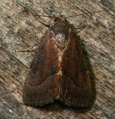 Galgula partita
