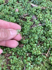 Gaultheria hispidula