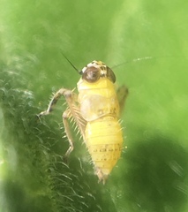 Coelidiinae
