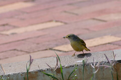 Setophaga petechia aureola