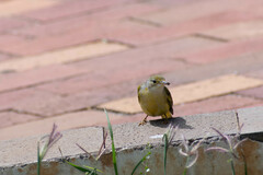 Setophaga petechia aureola