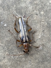 Ortholeptura valida