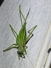 Hubbellia marginifera