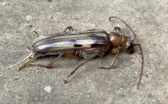 Ortholeptura valida