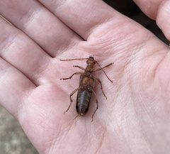 Ortholeptura valida