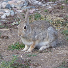 Sylvilagus nuttallii