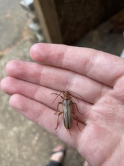 Ortholeptura valida