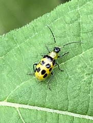 Diabrotica undecimpunctata