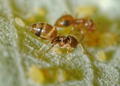 Brachymyrmex obscurior