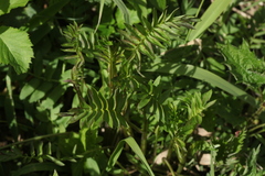 Polemonium caeruleum