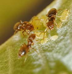 Brachymyrmex obscurior