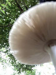 Fungi