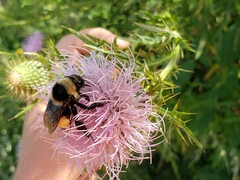 Bombus auricomus