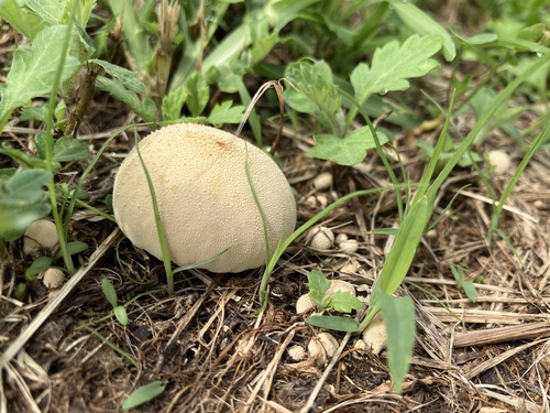 Lycoperdaceae