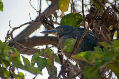 Butorides striata sundevalli