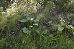 Rumex aquaticus