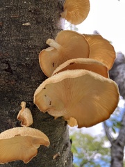 Lentinus squarrosulus