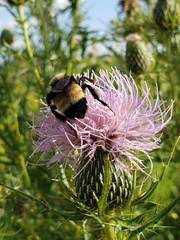 Bombus auricomus