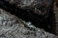 Grapsus grapsus