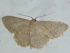 Sterrhinae