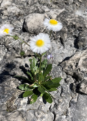 Erigeron philadelphicus provancheri