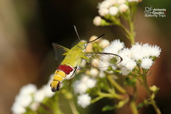 Cephonodes hylas