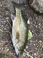 Micropterus dolomieu