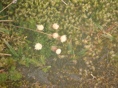 Baccharis caespitosa