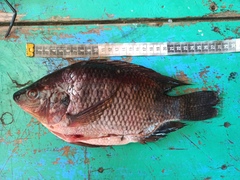 Oreochromis aureus