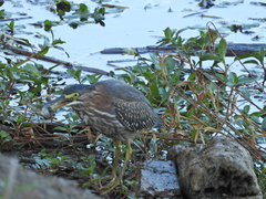 Micropterus salmoides