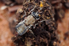Adoxomyia