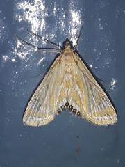 Eoophyla