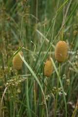 Typha minima